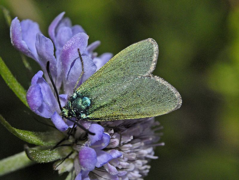 Una Zygaena verde da identificare - Adscita o Jordanita sp.